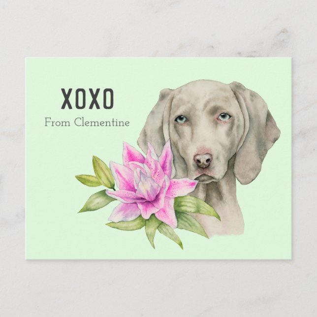Cartão Postal De Festividades Namorados do cão XOXO | de Weimaraner (Frente)