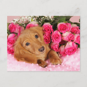 Cartão Postal De Festividades Namorados do Dachshund