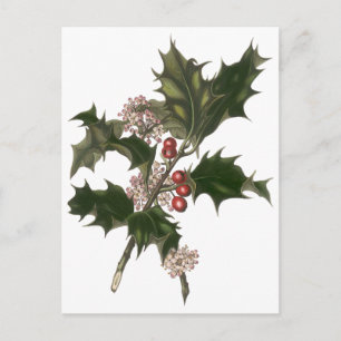 Cartão Postal De Festividades Natais vintages, Green Holly Plant com Berries