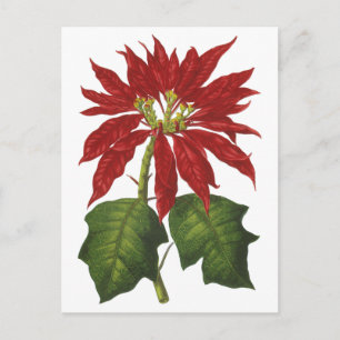 Cartão Postal De Festividades natais vintages, Red Poinsettia, Fábrica de Inver