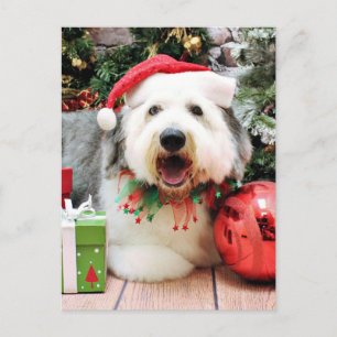 Cartão Postal De Festividades Natal - Antigo cão pastor inglês - Alphy