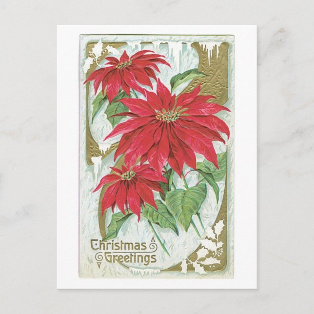 Cartão Postal De Festividades Natal antigo, Poinsettia (Frente)
