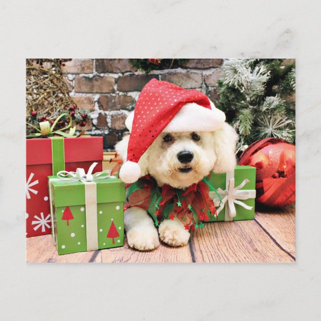 Cartão Postal De Festividades Natal - Bichon Frise - Daisy (Frente)