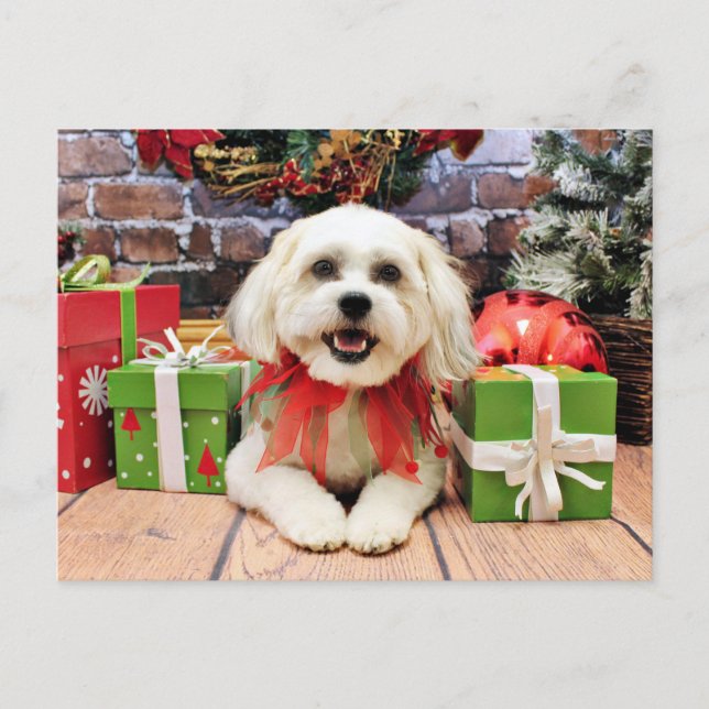 Cartão Postal De Festividades Natal - Bichon X - Bella (Frente)