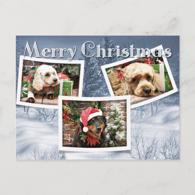 Cartão Postal De Festividades Natal - Border Collie - Cockapoo (Frente)
