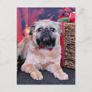 Cartão Postal De Festividades Natal - Bruxelas Griffon - Oliver