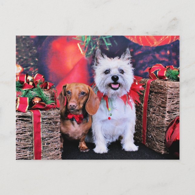 Cartão Postal De Festividades Natal - Butch Doxie - Cairn Stella (Frente)