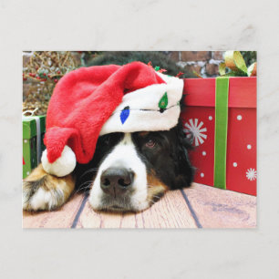 Cartão Postal De Festividades Natal - Cachorro da Montanha Bernese - Mya