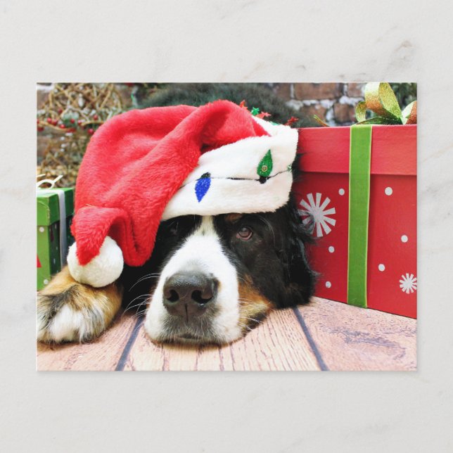 Cartão Postal De Festividades Natal - Cachorro da Montanha Bernese - Mya (Frente)