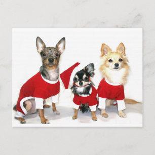 Cartão Postal De Festividades Natal Chihuahuas