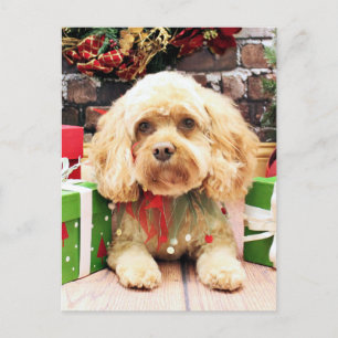 Cartão Postal De Festividades Natal - Cockapoo - Morgan