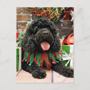 Cartão Postal De Festividades Natal - Cockapoo - Sophie