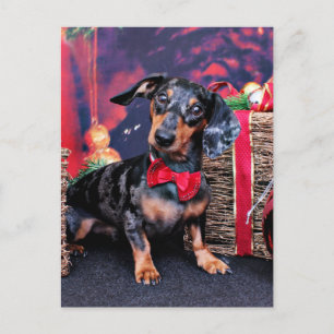 Cartão Postal De Festividades Natal - Dachshund - Buddy
