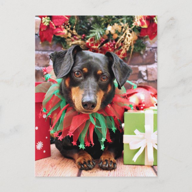 Cartão Postal De Festividades Natal - Dachshund - Tanner (Frente)