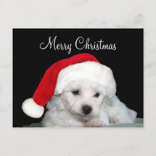 Cartão Postal De Festividades Natal de Bichon Frise