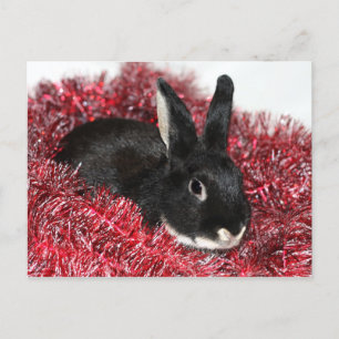 Cartão Postal De Festividades Natal de Bunny Rabbit