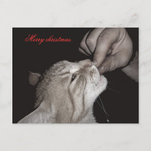 Cartão Postal De Festividades Natal de Cat