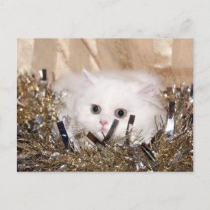 Cartão Postal De Festividades Natal de Gato Persa Branco
