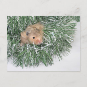 Cartão Postal De Festividades Natal de Hamster