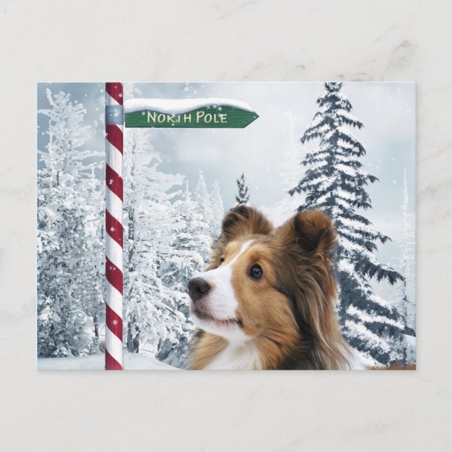 Cartão Postal De Festividades Natal de Sheltie (Frente)