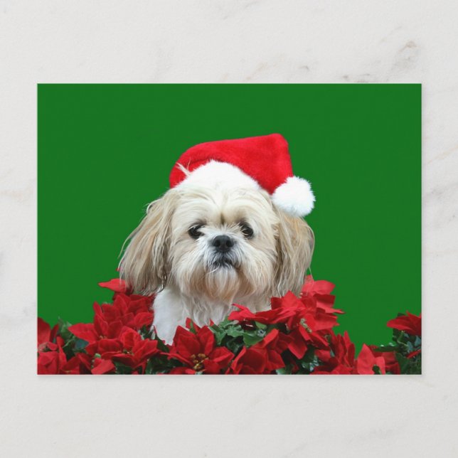 Cartão Postal De Festividades Natal de Shih Tzu (Frente)