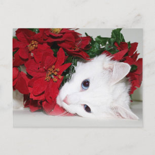 Cartão Postal De Festividades Natal do gatinho Branco