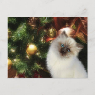 Cartão Postal De Festividades Natal do gatinho Himalaia