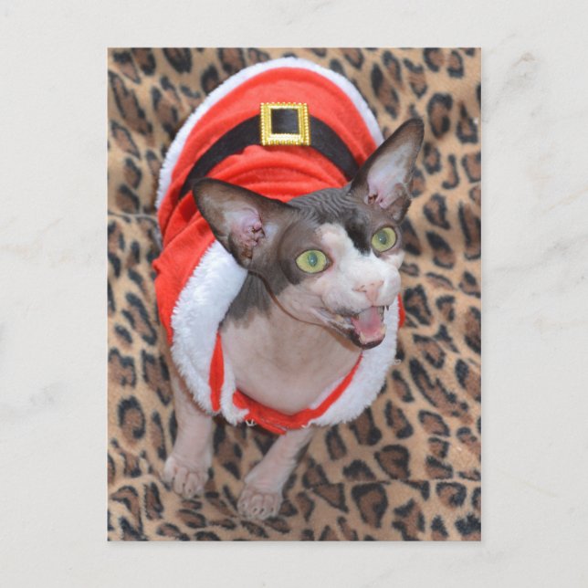 Cartão Postal De Festividades Natal do papai noel de Ninja do gato de Sphynx (Frente)