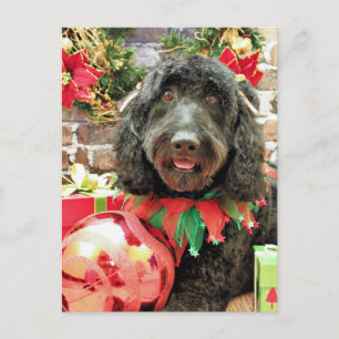 Cartão Postal De Festividades Natal - GoldenDoodle - Emperramento Pérola