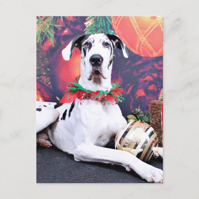 Cartão Postal De Festividades Natal - Harlequin Great Dane - Barão (Frente)
