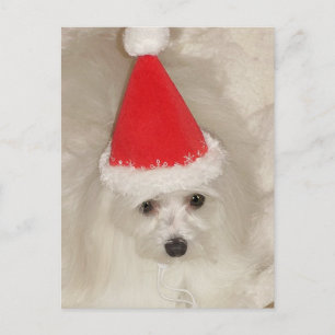 Cartão Postal De Festividades Natal Maltês
