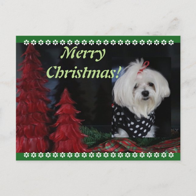 Cartão Postal De Festividades Natal maltês (Frente)