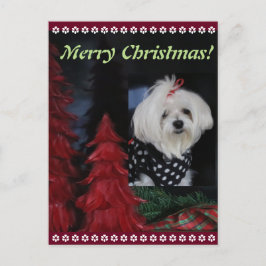 Cartão Postal De Festividades Natal maltês