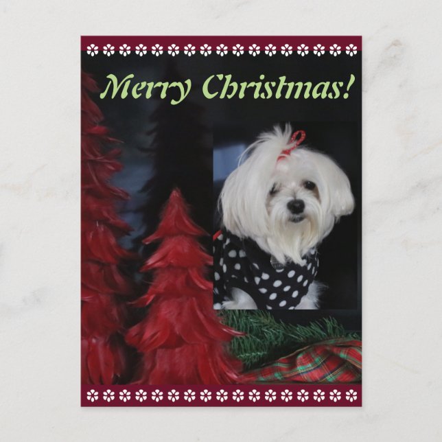Cartão Postal De Festividades Natal maltês (Frente)