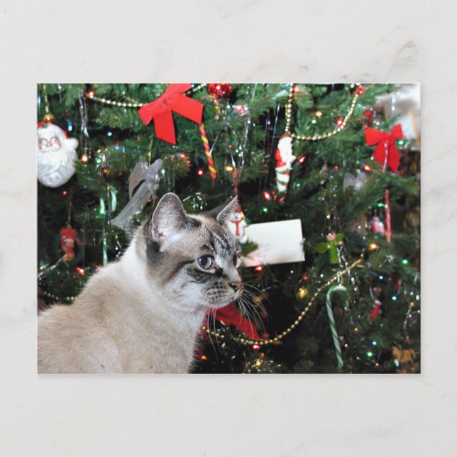 Cartão Postal De Festividades Natal para o gato siamês (Frente)