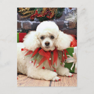 Cartão Postal De Festividades Natal - Poodle - Sophie