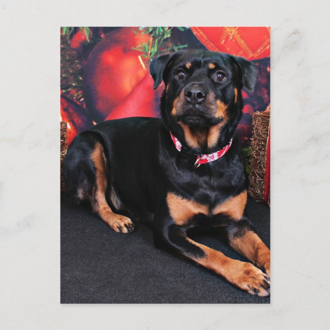 Cartão Postal De Festividades Natal - Rottweiler - Nalani (Frente)