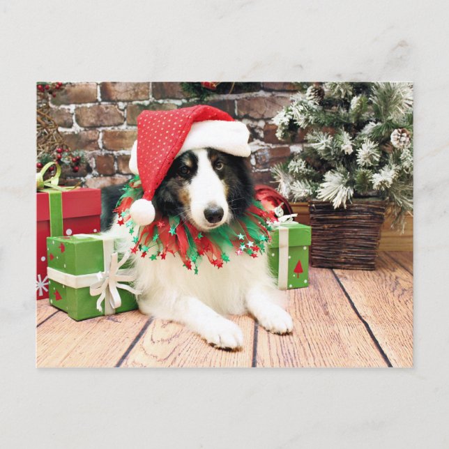 Cartão Postal De Festividades Natal - Sheltie - bandido (Frente)