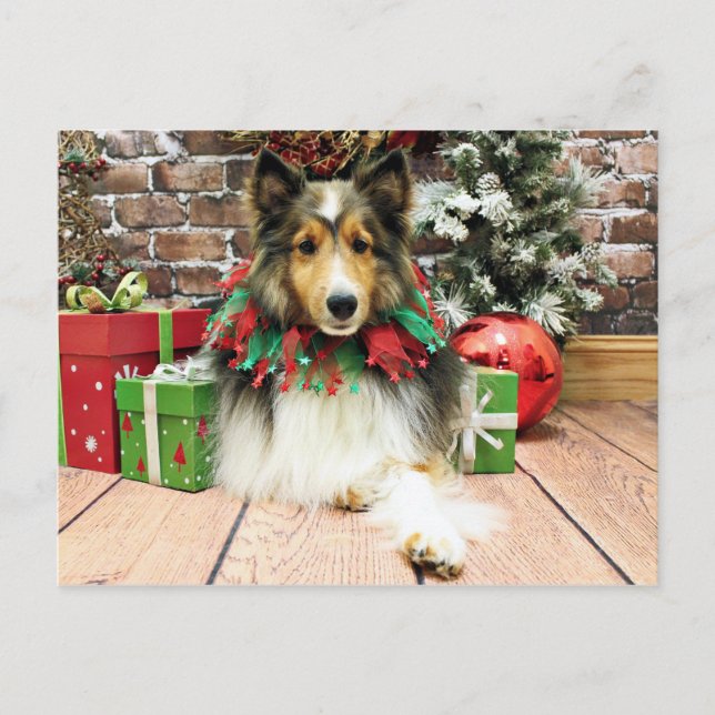Cartão Postal De Festividades Natal - Sheltie - duquesa (Frente)