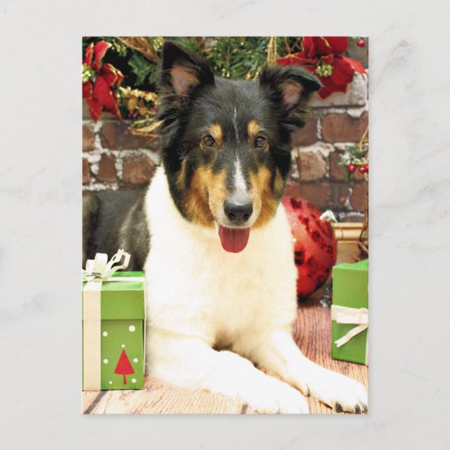Cartão Postal De Festividades Natal - Sheltie - Lacey (Frente)