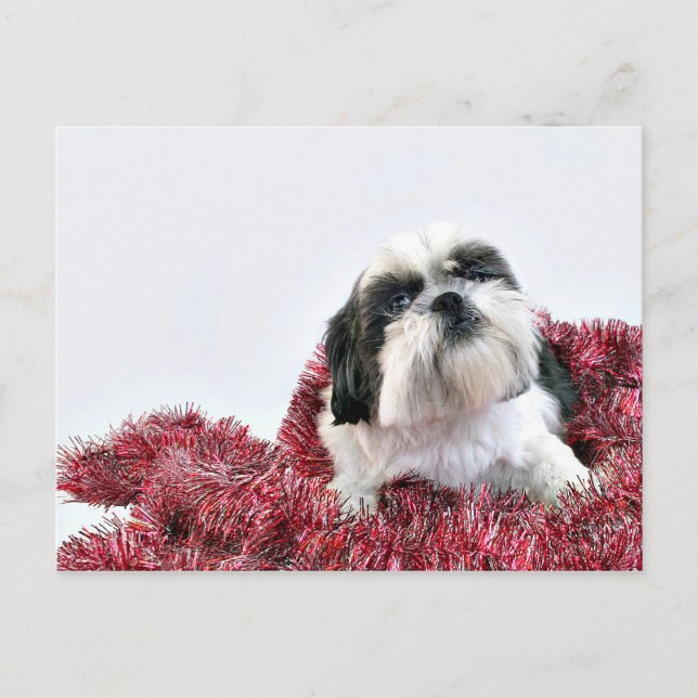 Cartão Postal De Festividades Natal Shih Tzu (Frente)