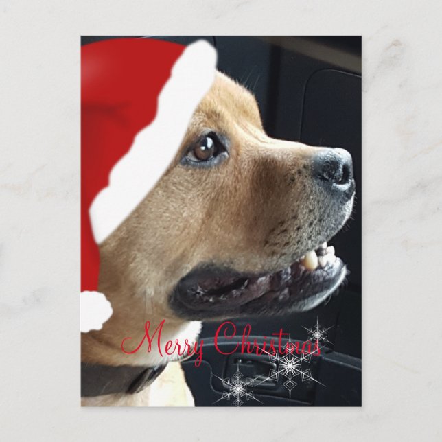 Cartão Postal De Festividades Natal Staffordshire Bull Terrier (Frente)