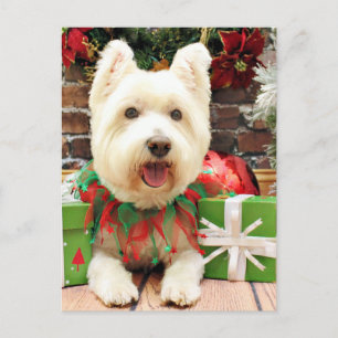 Cartão Postal De Festividades Natal - Westie - Sorte