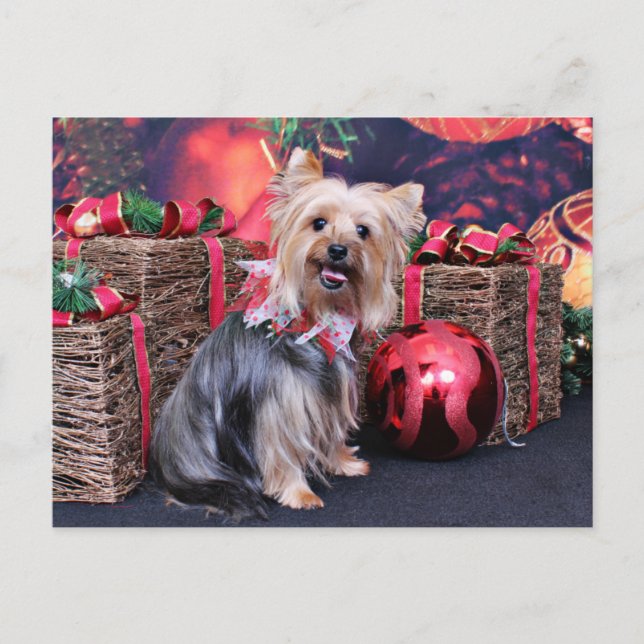 Cartão Postal De Festividades Natal - Yorkie - Abby (Frente)