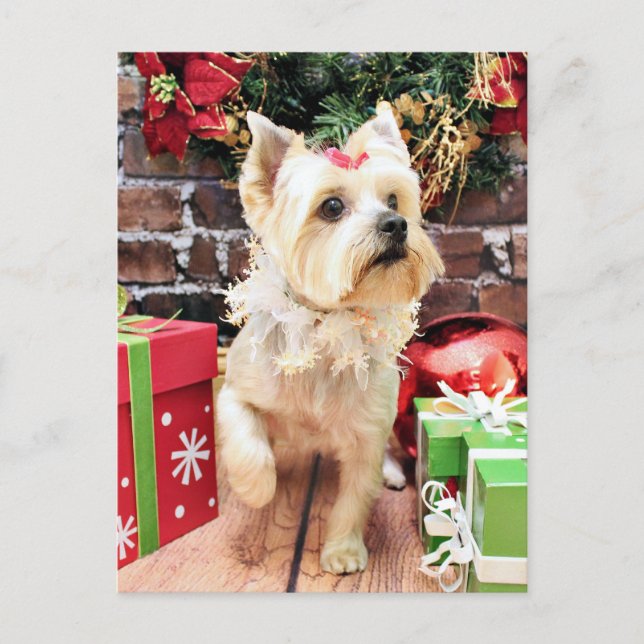Cartão Postal De Festividades Natal - Yorkie - Dorie (Frente)