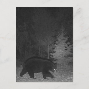 Cartão Postal De Festividades Noite de vida selvagem MI Black Bear Upper Peninsu