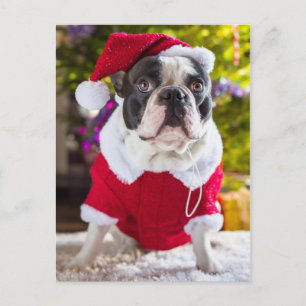 Cartão Postal De Festividades O Buldogue Francês Pondera o Natal