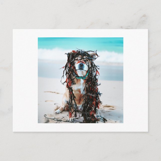 Cartão Postal De Festividades O cão com algas no cabelo (Frente)