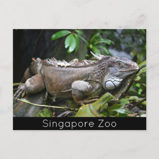 Cartão Postal De Festividades Olhe para mim, Lizard Singapore Zoo