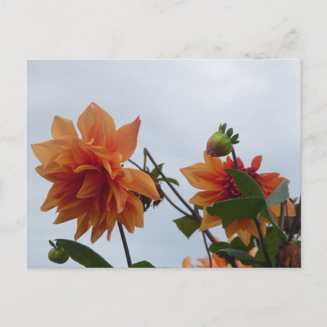 Cartão Postal De Festividades Orange Dahlia's in Blue Autumn Sky DIY Postcard (Frente)